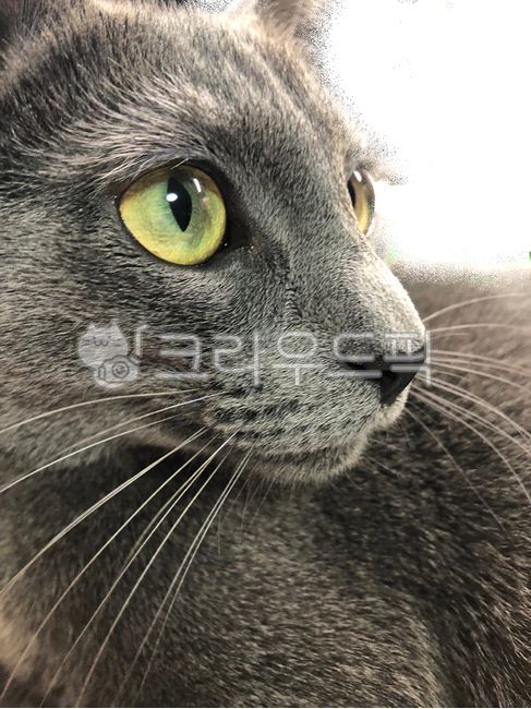 러시안블루,고양이,고양이눈,러시안블루눈,동물눈,동물얼굴,동물,animal,고양이옆모습,냥이,회색고양이,고양이수염,동물수염,회색털