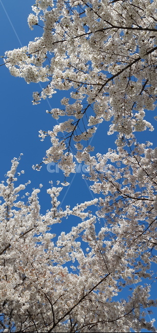 식물,꽃,blossom,벚꽃,봄