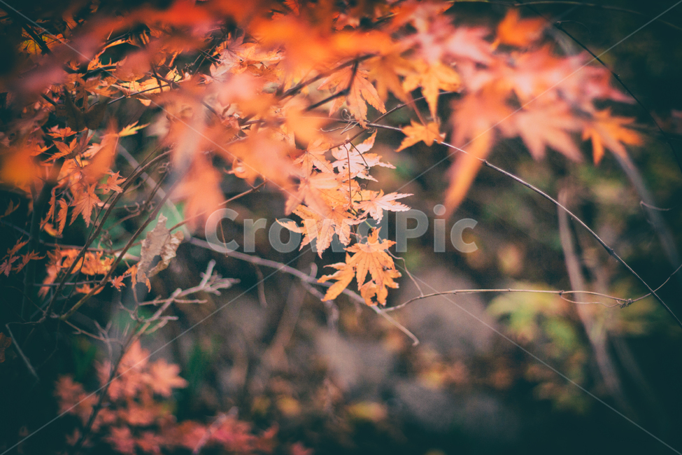 가을,나무,단풍,계절,자연,풍경,단풍나무,낙옆,단풍잎,fall,autumn,seasons,maple,nature,landscape,tree,가을,계절,fall,autumn,season,식물,자연,plants,nature,감성,sensible,feeling,leaf,잎,plant