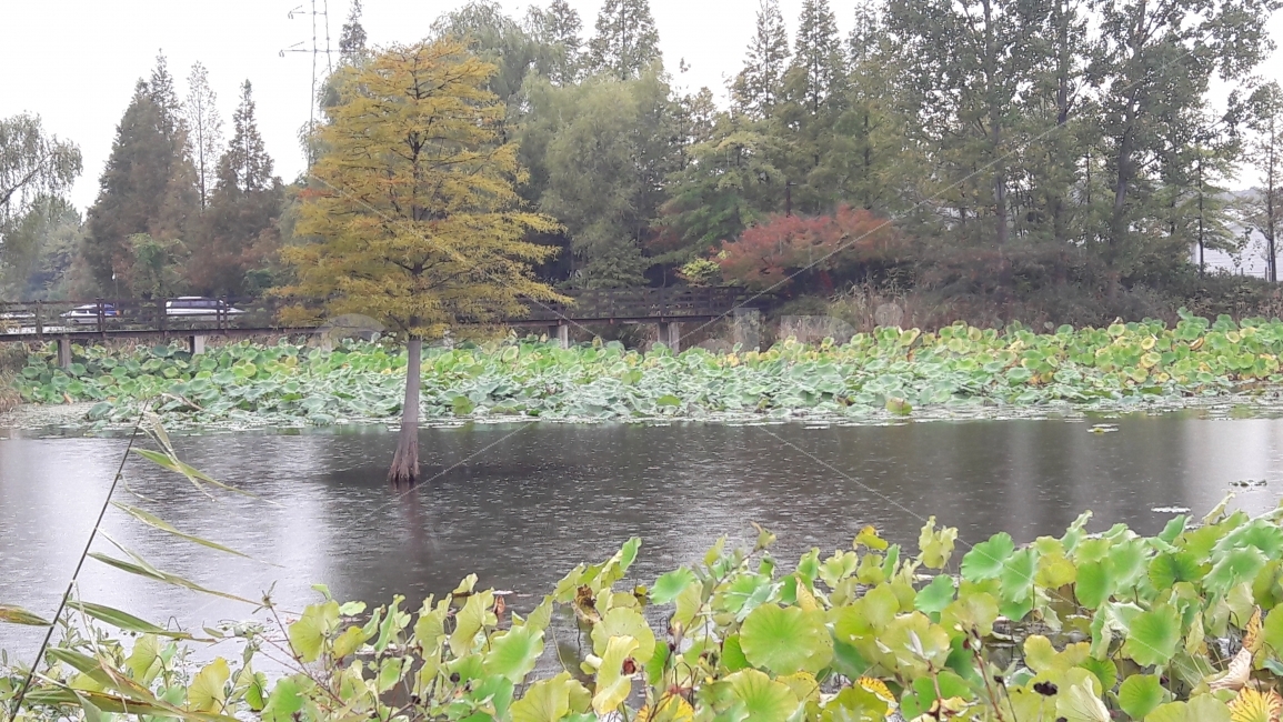연못,나무,연잎,빗방울,단풍,자연,풍경,nature,landscape,한국자연풍경,한국자연경관,korea nature landscape,outdoors,옥외,land,땅,water,물,plant,식물,tree