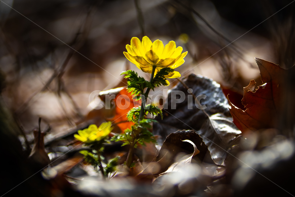 봄,산책,꽃,복수초,힐링,공원,수목원,노랑색,식물,자연,plants,nature,꽃,flower