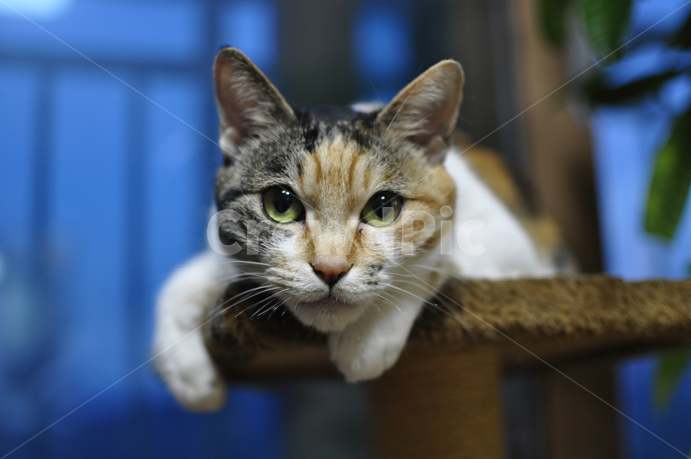 고양이,집고양이,코리아숏헤어,주인님,미묘