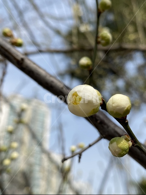 bud,spring flowers,flower bud,plant,plum blossom