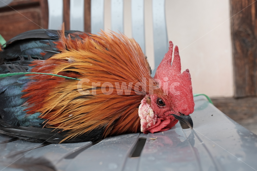 수탉,닭벼슬,닭,장닭,동물,동물,animal,조류,새,birds