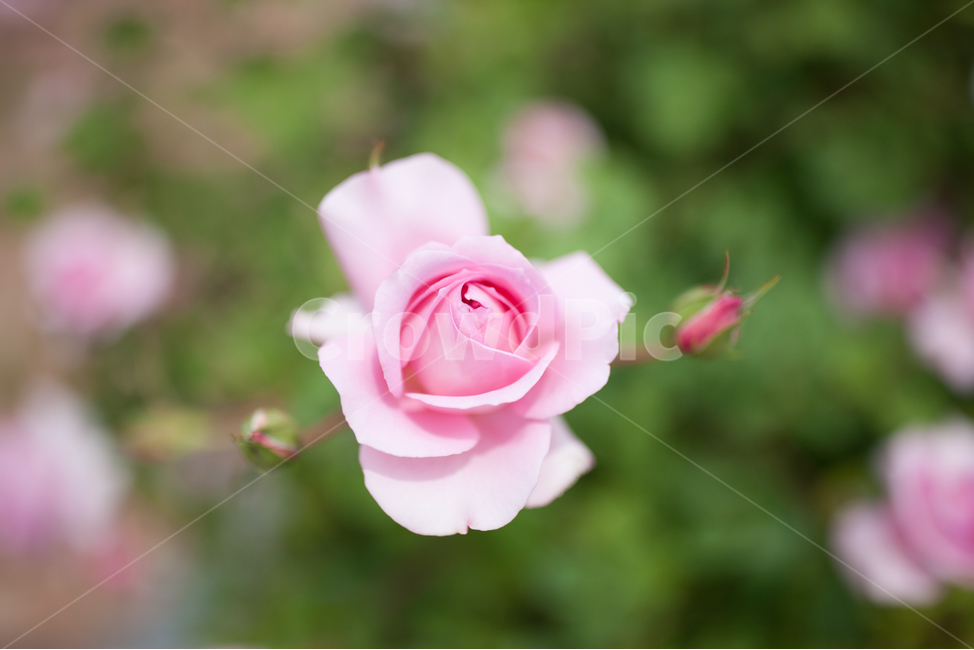 장미,장미꽃,여름꽃,봄꽃,화사한꽃,들꽃,분홍색꽃,핑크로즈