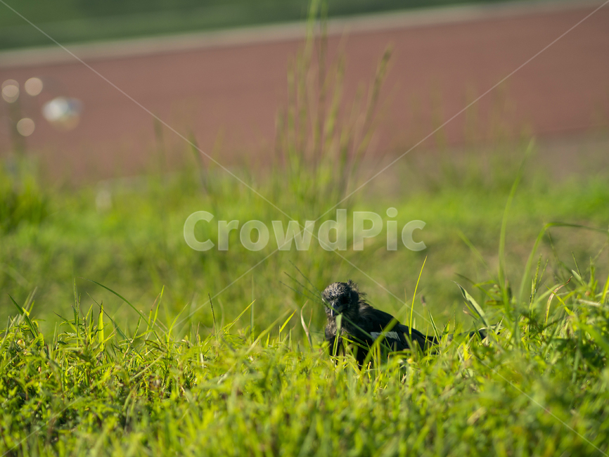 새,검은새,자연,풀,bird,blackbird,nature,grass,동물,animal,조류,새,birds