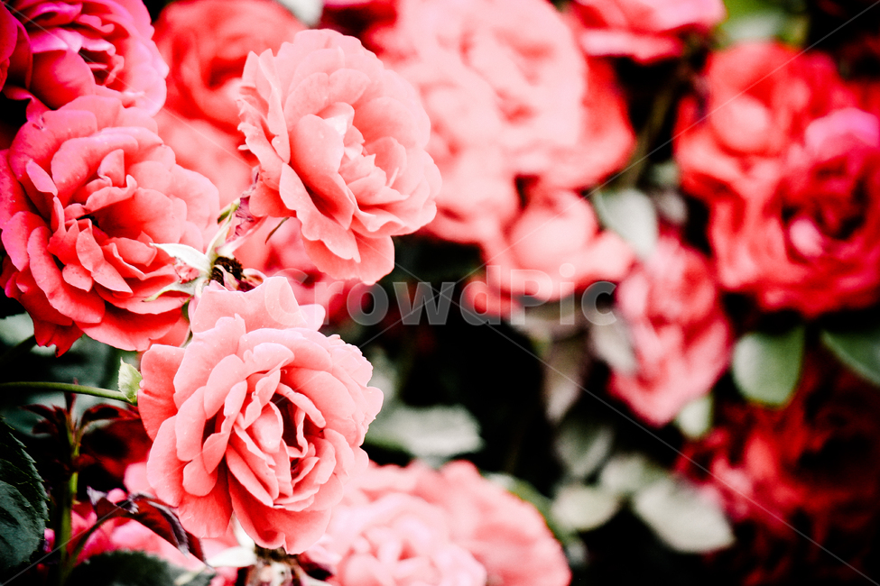 꽃,flower,장미,로즈,제라늄,꽃,flower