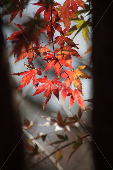 단풍,단풍나무,엽록소,가을,redleaves,가을,계절,fall,autumn,season,식물,자연,plants,nature,plant,leaf,잎,tree,나무,maple