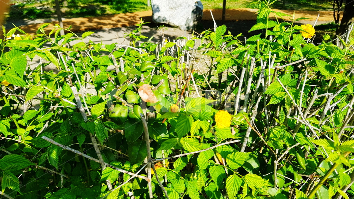 꽃,노란꽃,매화,황매화,봄꽃,식물,자연,plants,nature