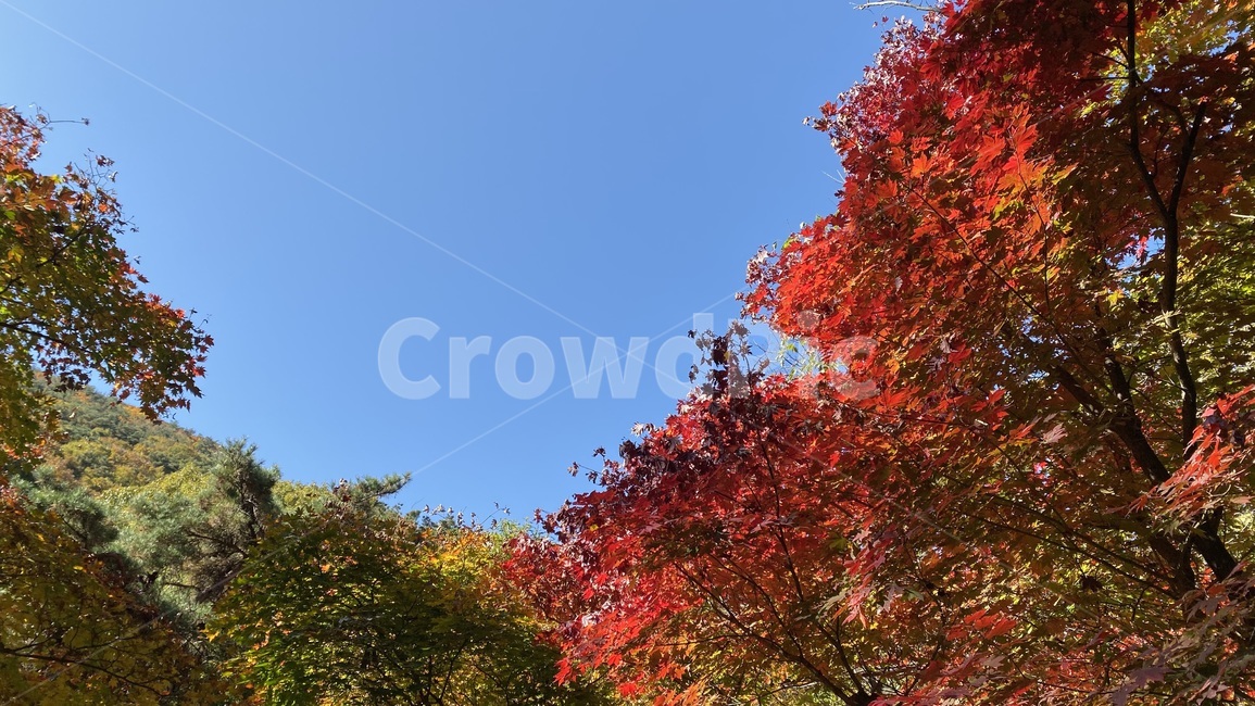 11월,단풍,나무,가을,가을산,앞산,maple,tree,잎,leaf,대구,계절,산,mountain,november,fall,forest,sky,season,daegu,가을,계절,fall,autumn,season,plant,식물