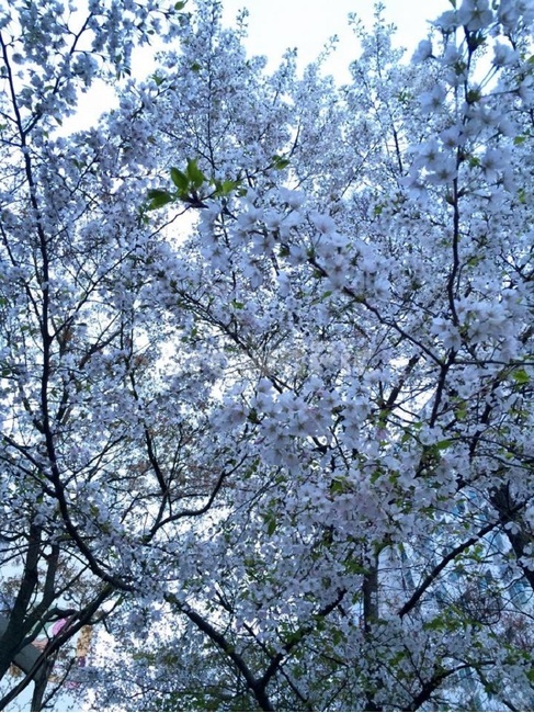 봄,벚꽃,화창,풍경,자연,봄,계절,spring,season,식물,자연,plants,nature,꽃,flower,나무,trees,wood,plant,blossom
