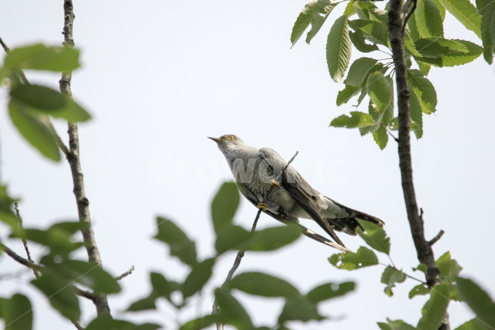 뻐꾸기,둥지,모정,사랑,날다,동물,animal,조류,새,birds