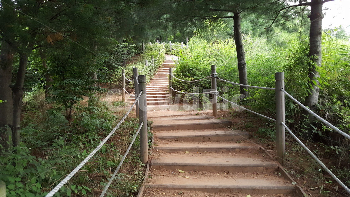 계단,산책로,길,힐링,숲,펜스,숲길,나무,trail,path,woods,stairs,rope,earlysummer,신록,산책,계절,나뭇잎,가지