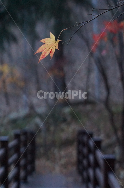 가을,단풍,나무,풍경,빨강,낮,햇빛,plant,식물,leaf,잎,tree