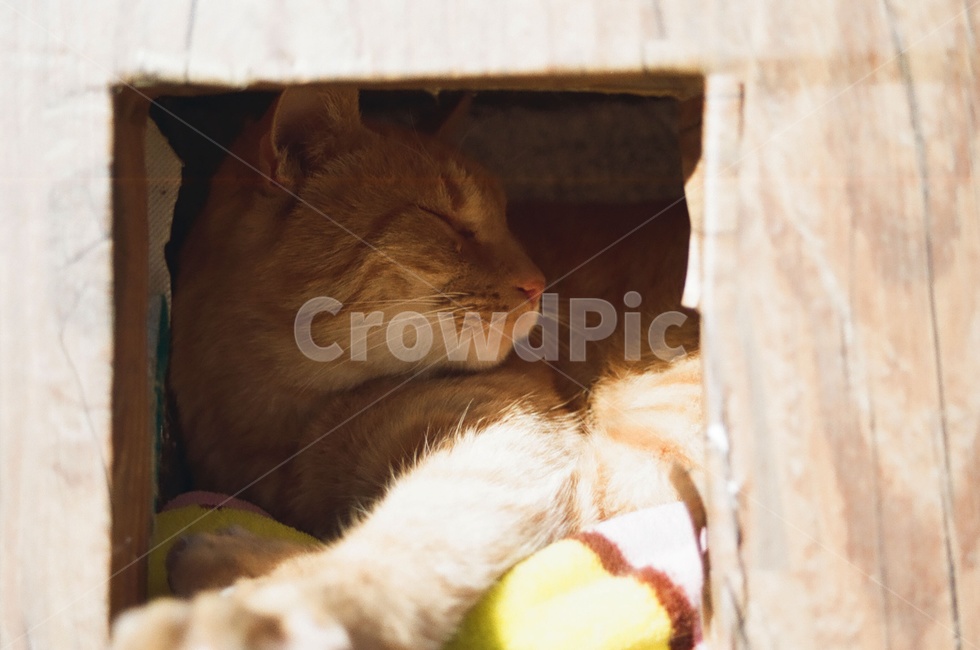 동물,고양이,포유류,cat,kitten,감정,감성사진,emotion,animal,표정,mammal,동물,animal,포유류,mammal,고양이,cat,kitten,kitty