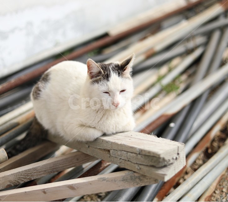 고양이,야옹이,cat,졸린냥,동물,동물,animal,포유류,mammal,고양이,cat,kitten,kitty