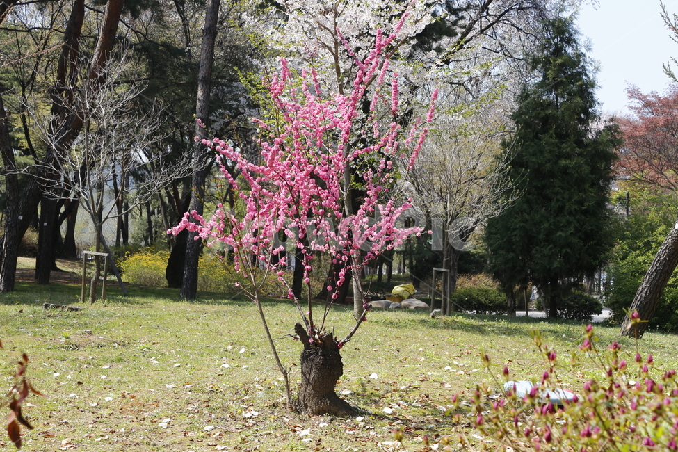 꽃,벚꽃,꽃나무,벚꽃나무,봄,봄,계절,spring,season,식물,자연,plants,nature,나무,trees,wood,plant,flower,blossom,tree