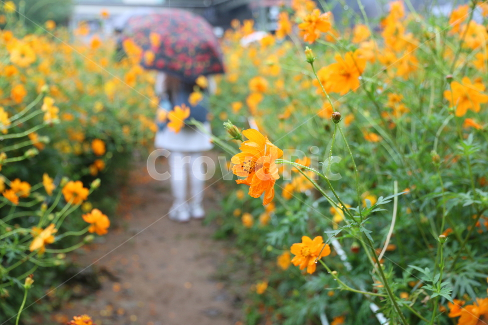 노랑,노랑코스모스,황화코스모스,꽃,올림픽공원,들꽃마루,비오는날,flower,yellow,풍경,식물,황금코스모스,가을,plant,식물,자연,plants,nature,꽃,flower