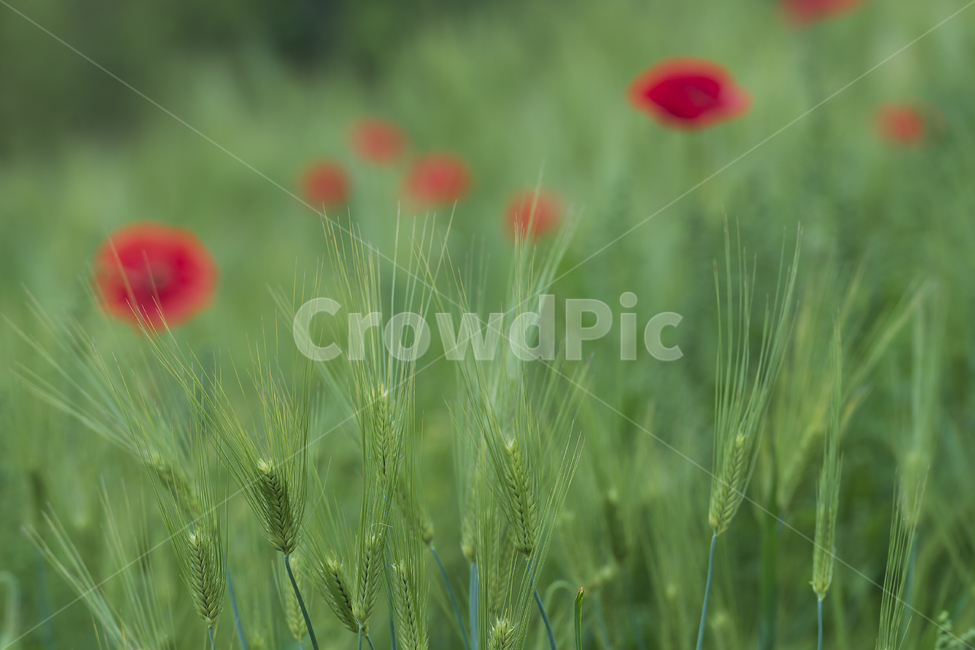 자연,양귀비,청보리,공원,꽃,flower