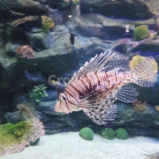 아쿠아리움,물고기,관상어,수족관,열대어,바닷속,물속,silver,aquarium,fish,쏨뱅이
