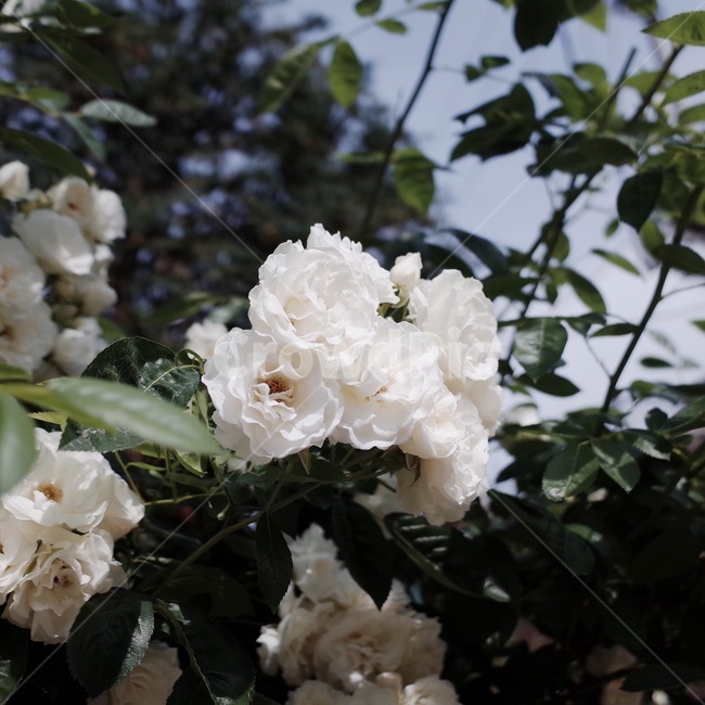 plant,식물,blossom,꽃,flower,rose,gardenrose,wildrose,흰장미,장미,장미담장,장미넝쿨,감성사진,식물,자연,plants,nature,꽃,flower