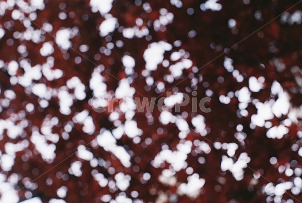 보케,낙엽,단풍,나무,하늘,빛,가을,계절,fall,autumn,season,confectionery,과자,food,음식,sweets,dessert,디저트,chocolate,초콜릿