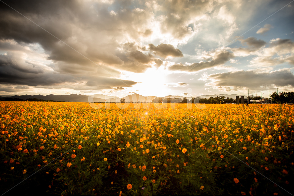 노을,풍경,들판,코스모스,하늘,경주,구름,자연,풍경,nature,landscape,식물,plants,꽃,flower,outdoors,옥외,grassland,목초지,field,들,farm,농장,rural,농촌,meadow