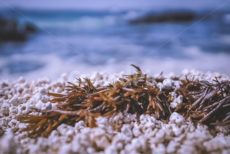 바다,해변,beach,sea,해초,톳,nature,자연