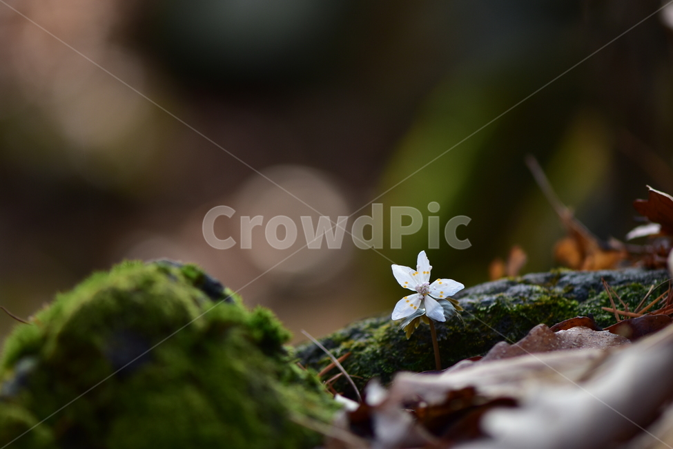 너도바람꽃,야생화,봄,꽃,풀꽃,자연,식물,식생,감성,힐링,plants,nature,spring,season,flower,emotion,feeling,흰색,초본,너도바람꽃속