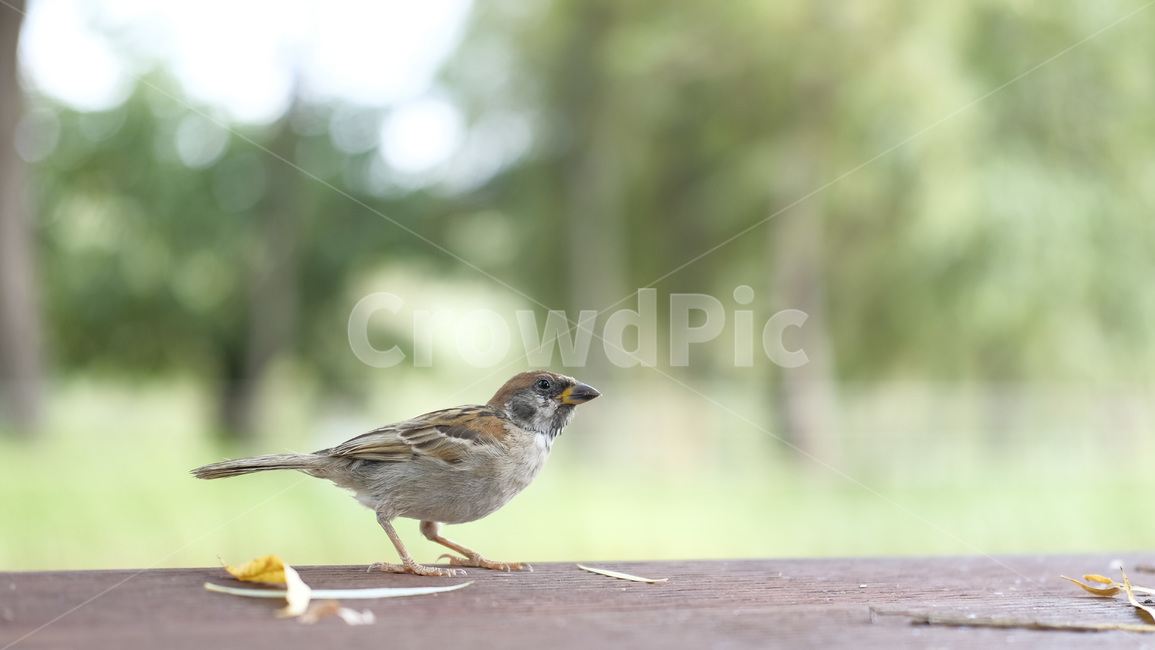 조류,참새,새,공원,자연,배경,야생,동물,animal,조류,새,birds