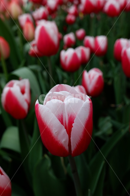 꽃,flower,튤립,튤립축제,자연,식물