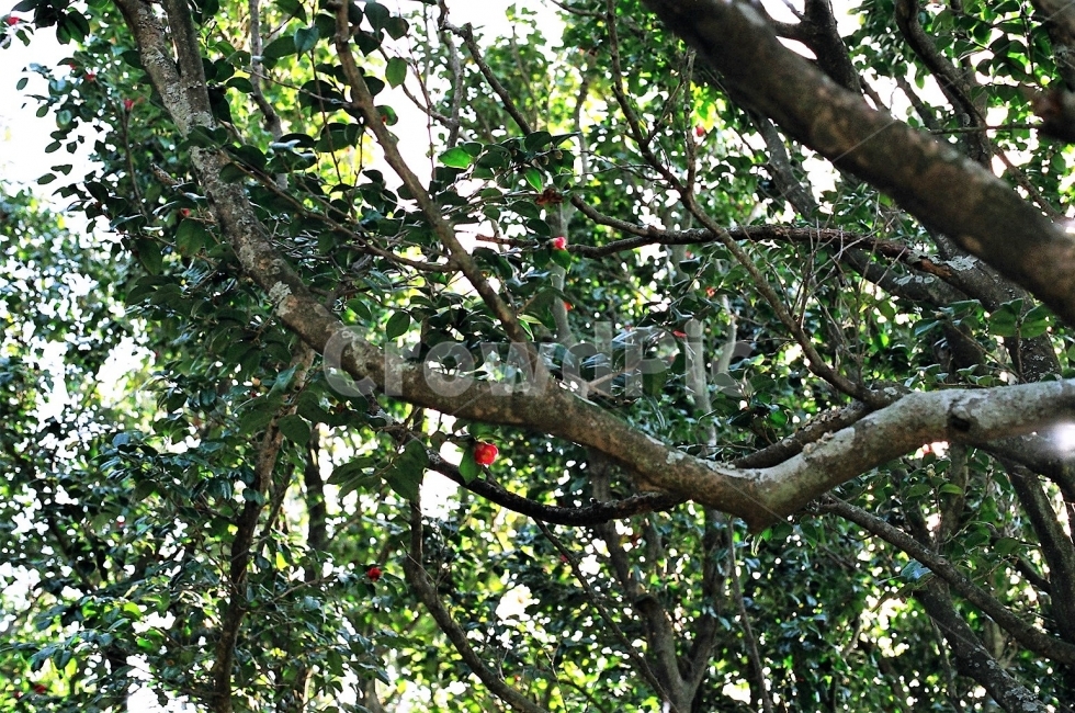 동백나무,온화한,나무,빨간색,초록색,겨울,필름사진,남쪽지방,동백,카멜리아,camelia,flower,tree,식물,자연,plants,nature,나무,trees,wood