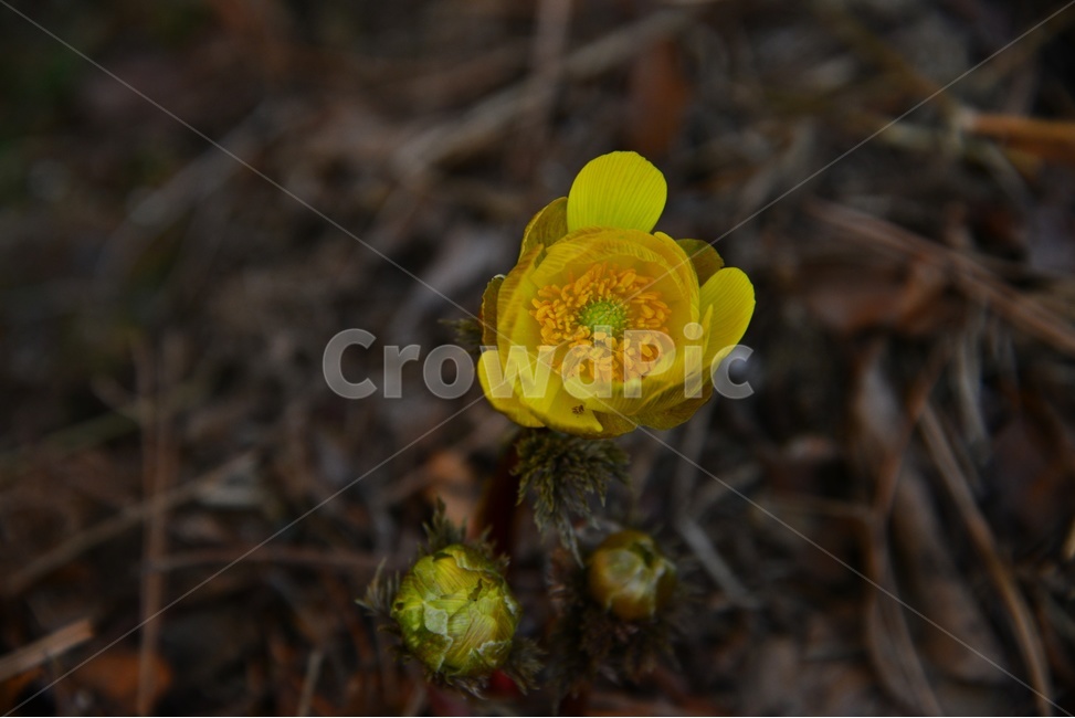 plant,식물,flower,blossom,꽃,야생화,복수초,봄꽃,노랑꽃,봄,계절,봄전령사