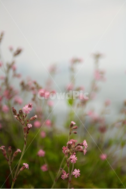 화산석,들꽃,분홍,flower,pink,하늘,green,식물,자연,plants,nature,꽃,flower