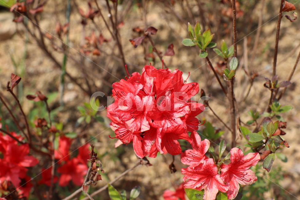 철쭉,꽃,flower,철쭉축제,봄,spring,어린이대공원,나뭇가지,빨간색,빨간,red,한송이,생화,접사,클로즈업,식물,자연,plants,nature,꽃,flower