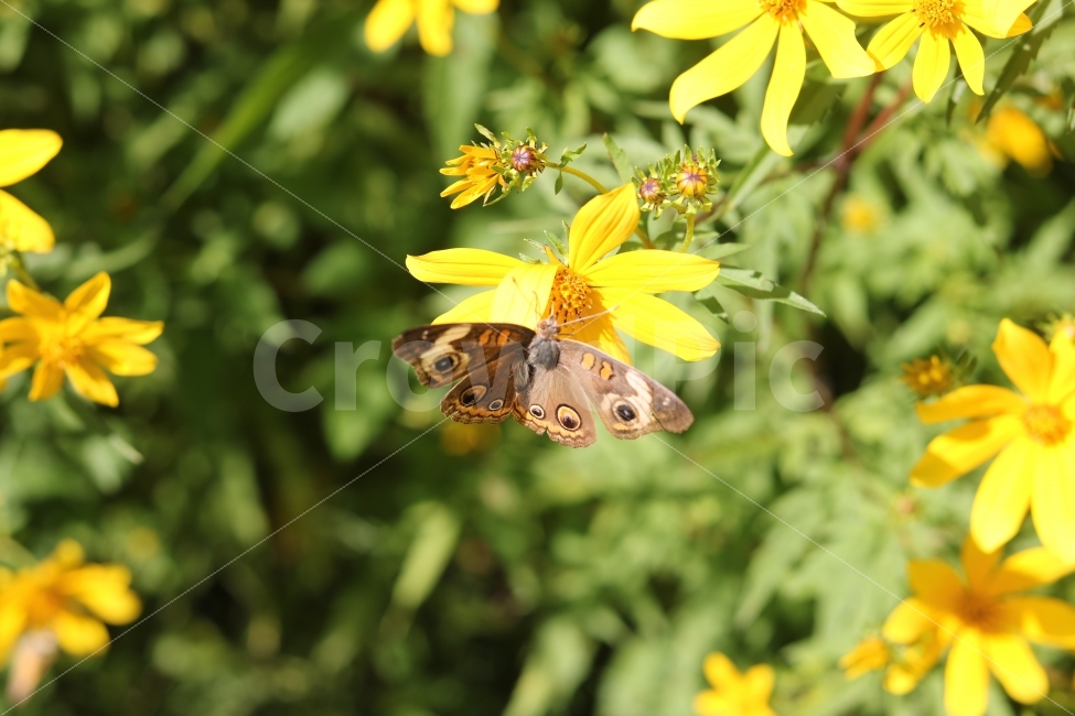 	나비,노란나비,노랑나비,꽃,자연,곤충,동물,휴식,봄,여름,노란색,노란색꽃,노란꽃,꽃송이,이쁜꽃,감성,빈티지,색감,식물,힐링,yellow,butterfly,flower,plants,풍경,풍경사진,nature,초록,초록색,공원,야외,식물,자연,plants,nature,꽃,flower,동물,animal,곤충,벌레,insect,bug