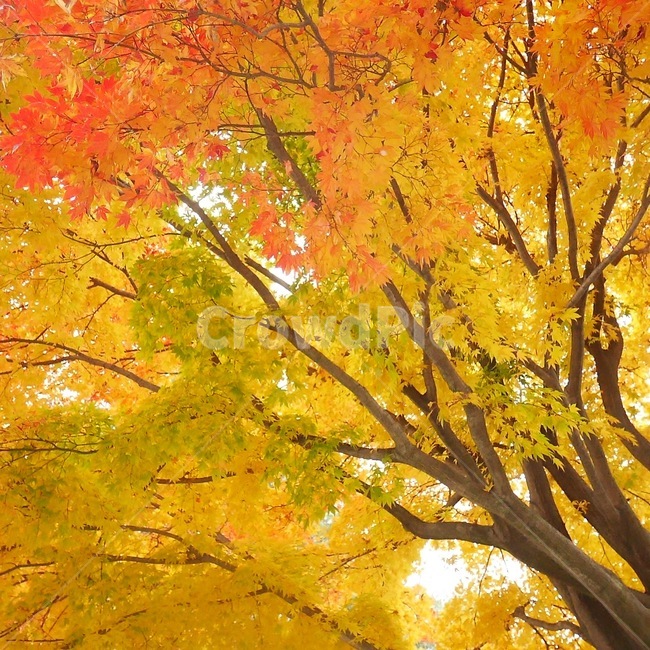 가을,은행나무,풍경,가을풍경,가을사진,가을,계절,fall,autumn,season,tree,나무,plant,식물,leaf,잎,maple,단풍