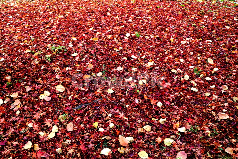 가을,계절,풍경,자연,나무,가을,계절,fall,autumn,season,blossom,꽃,petal,꽃잎,flower,plant,식물,leaf,잎,ground,바닥