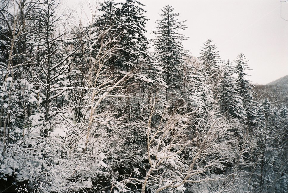 겨울나무,눈,설원,흰눈,겨울산,눈내리는,눈내린,눈산,겨울,계절,winter,season