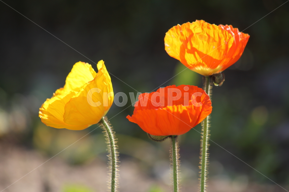 꽃양귀비,양귀비,개양귀비,꽃,poppy