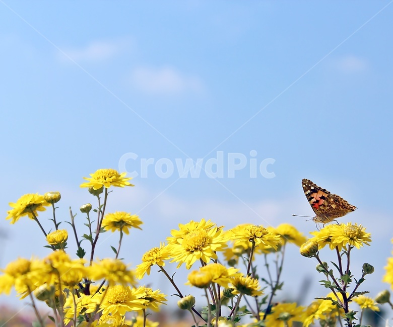 나비,하늘,꽃,파란하늘,호랑나비,insect,sky,theair,식물,자연,plants,nature,꽃,flower,곤충,벌레,insect,bug