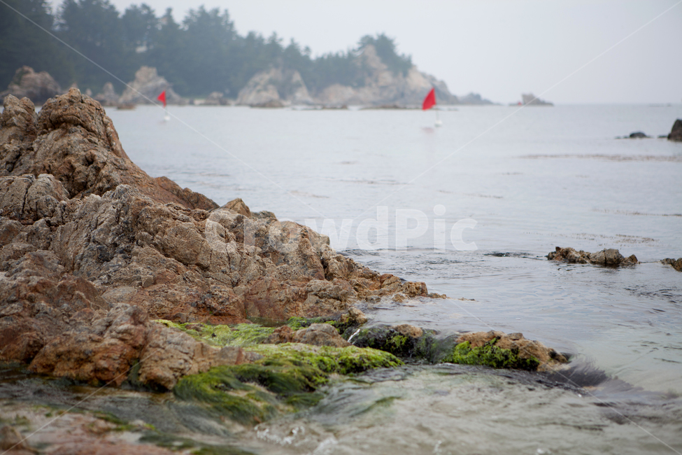 바다,바위,파도,삼척,장호항,풍경,자연,nature,sea,wave,plant,식물