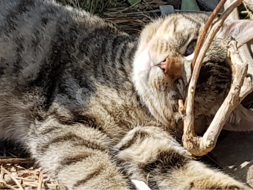 고양이,표정,cat,애교,연기,동물,animal,포유류,mammal,고양이,cat,kitten,kitty