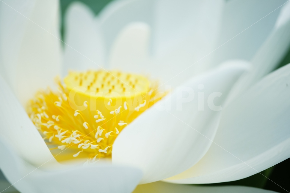 관곡지,연꽃테마파크,연성동,연꽃,흰색,연밥,식물,자연,plants,nature,꽃,flower