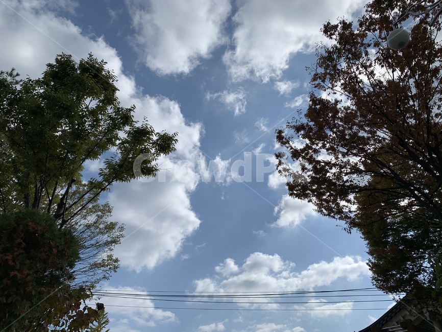 하늘,자연,풍경,구름,날씨,바람,맑음,흐림,sky,nature,view,cloud,weather,wind,landscape,outdoors,옥외,푸른하늘,식물,plant,나무,tree