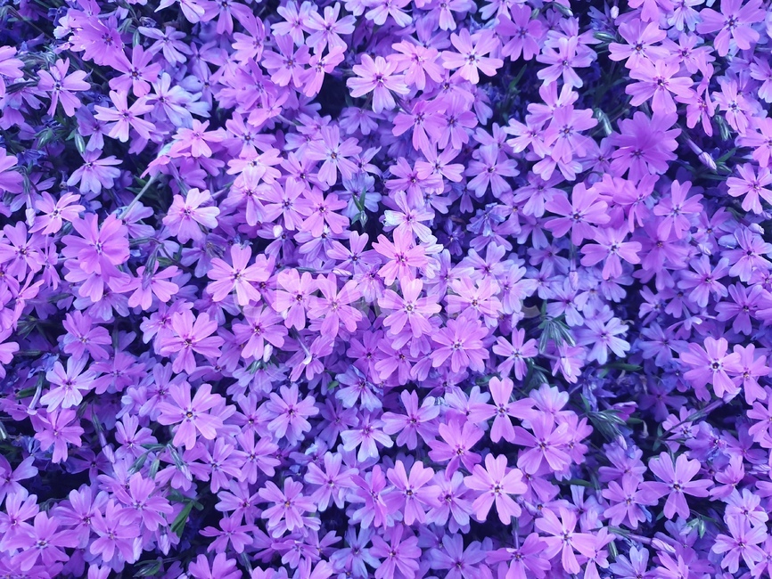 꽃,보라색,자연,환경,예쁜꽃