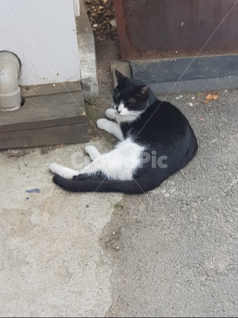 고양이,cat,검은고양이,턱시도고양이,길고양이