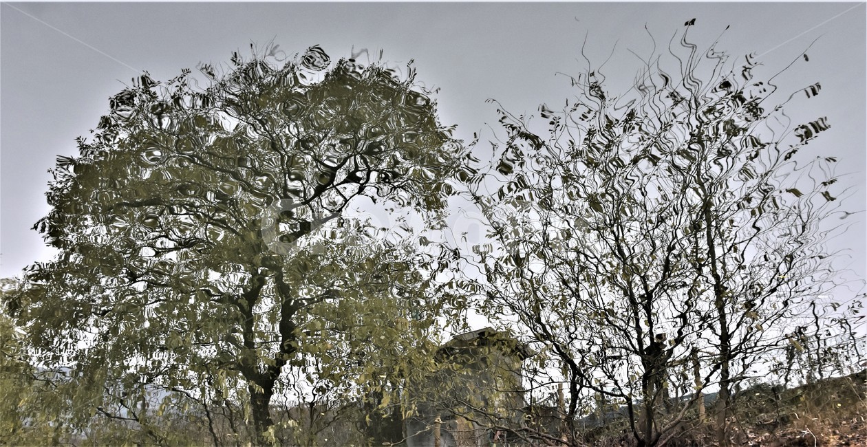 수면촬영,투영,물무늬,늦가을,산책,식물,자연,plants,nature,나무,trees,wood