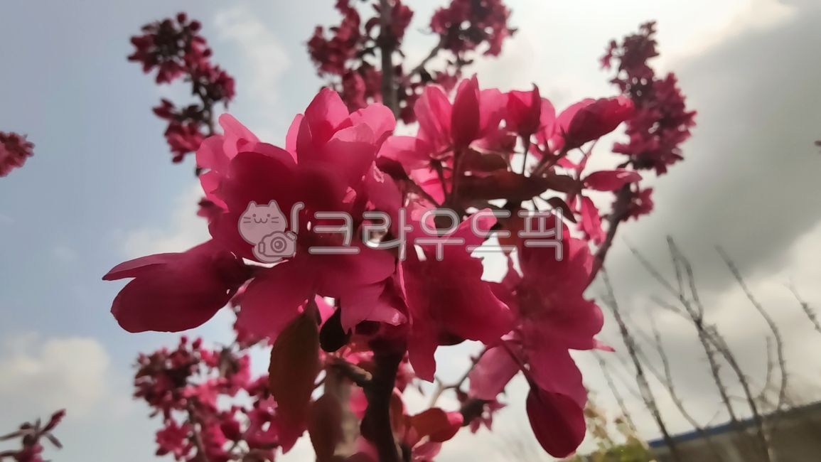 돌사과,꽃사과,사과꽃,꽃사과나무,벚잎꽃사과나무,malusfloribunda,plant,식물,blossom,flower,꽃,petal,꽃잎