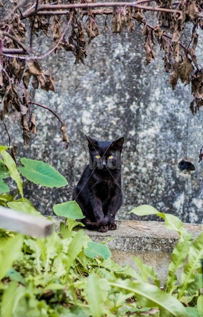 고양이,길고양이,동물,cat,포유류,감성,일상,DSLR,100D,canon,코숏,가을,animal,kitty,길냥이,반려동물,편안,분위기,자연스러움,자연,따뜻함,검은고양이,네로,네코,귀여움,동물,animal,포유류,mammal,고양이,cat,kitten,kitty